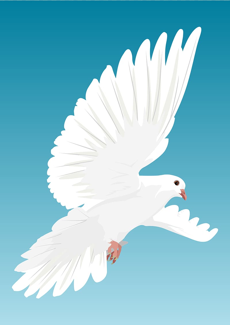 Columbidae Flight Bird Domestic Pigeon Dove Transparent