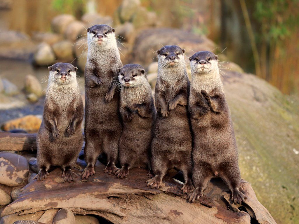 Asian Small Clawed Otters Animals Cute