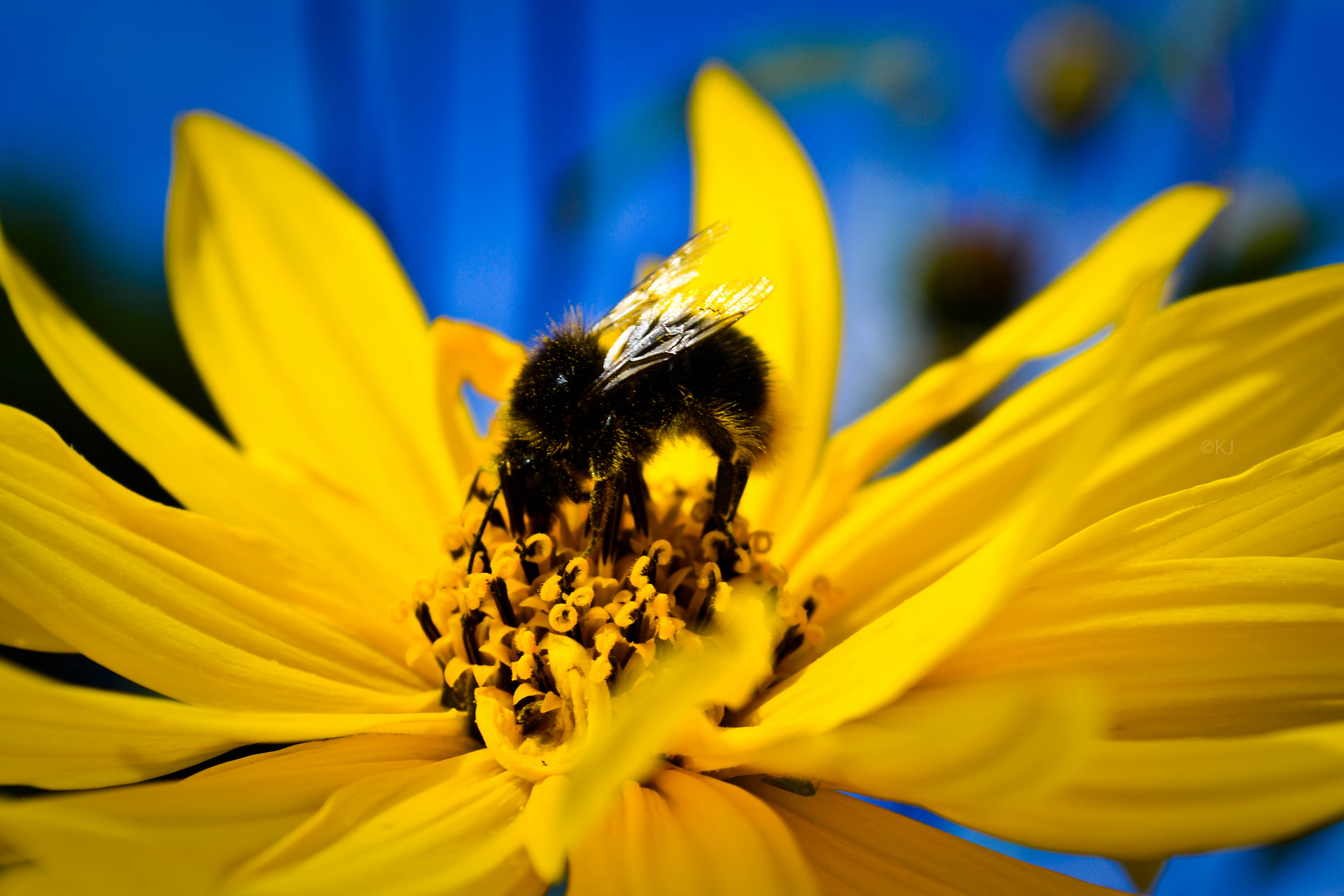 Summer Bee Puter Wallpaper Desktop Background Id