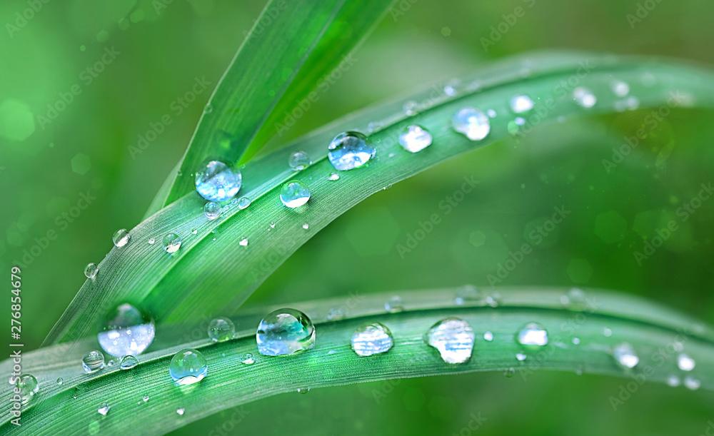 beautiful dew drops on green grass leaf close up macro Drops of