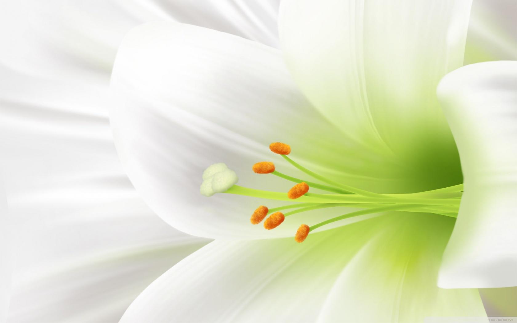 Beautiful Lily Flower Wallpaper