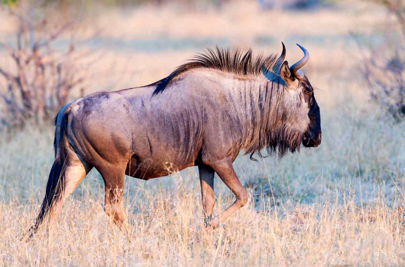 Blue Wildebeest HD Wallpaper
