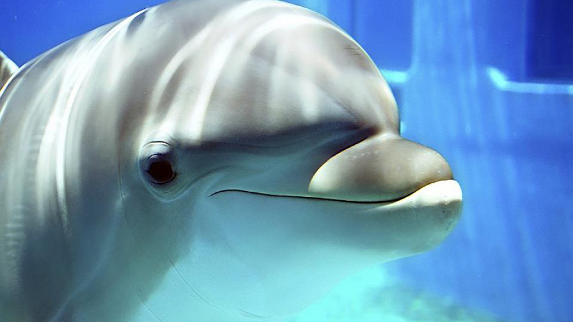Dolphin Wallpaper HD