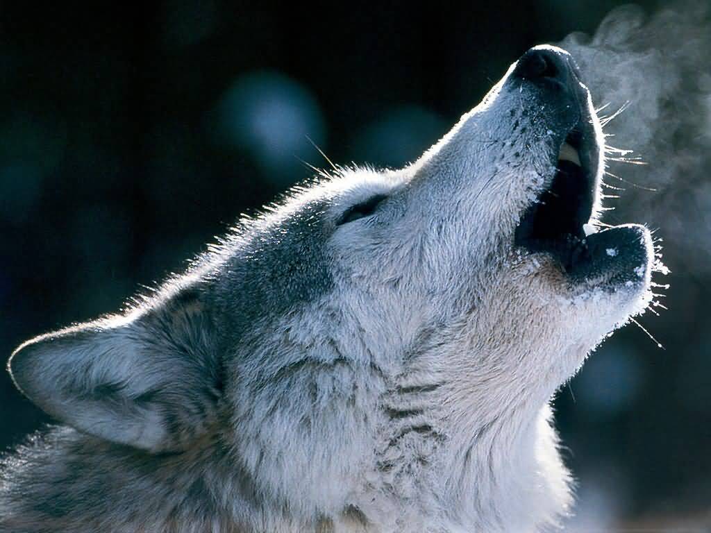 Wolves Howling Wallpaper HD Background Desktop