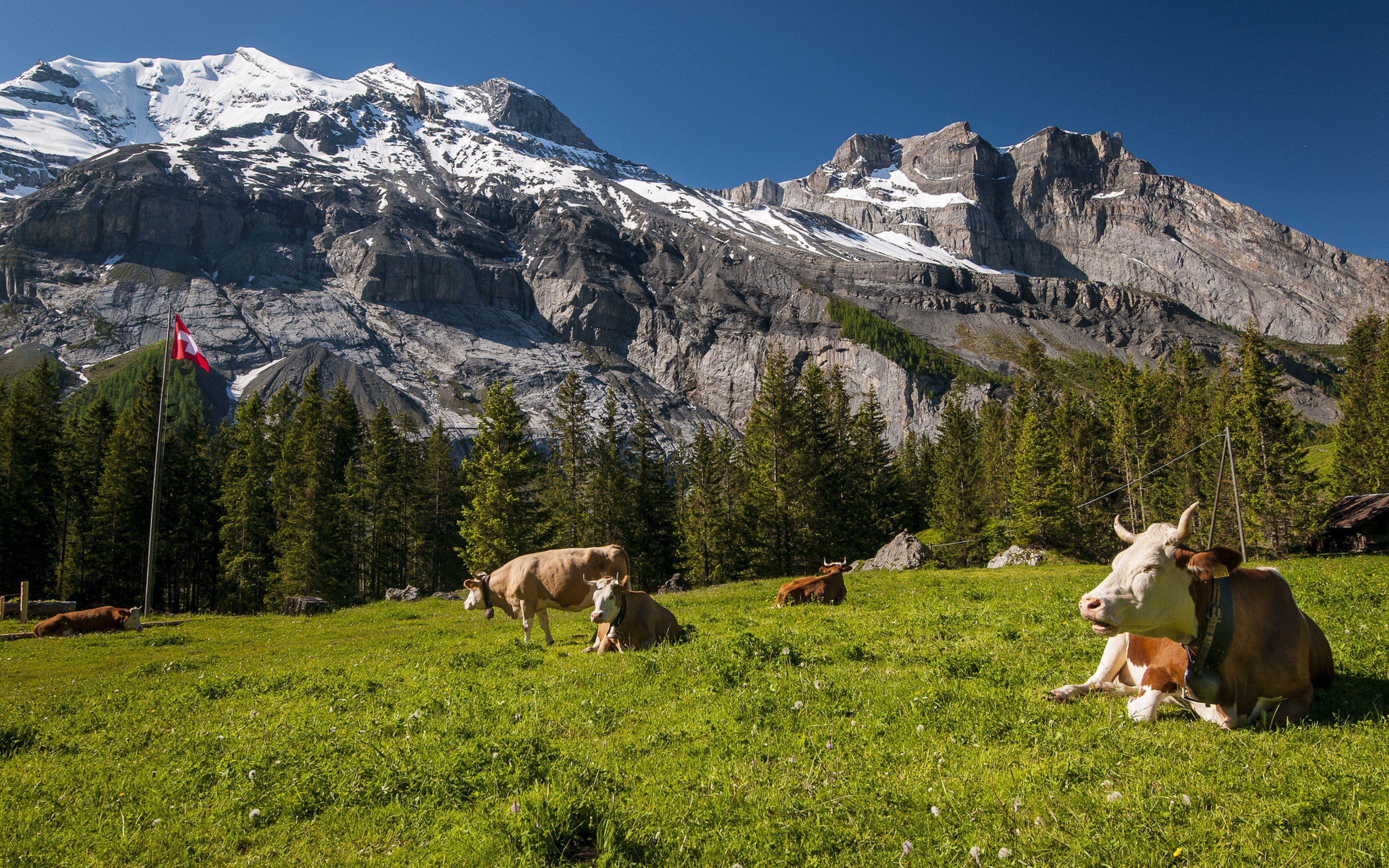  Mountains Cows Meadow Grass Tops Wallpaper Background Ultra HD 4K