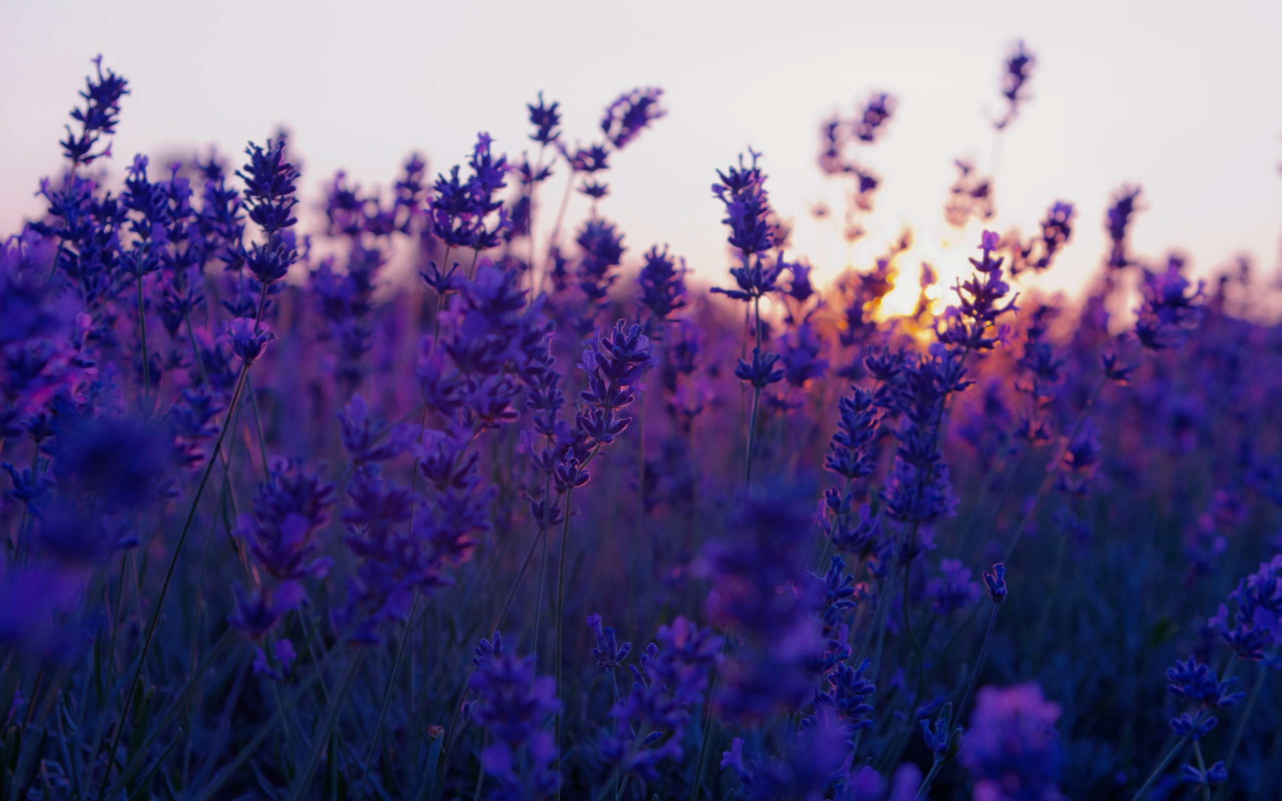 HD Lavender Flower Backgrounds 2560x1600