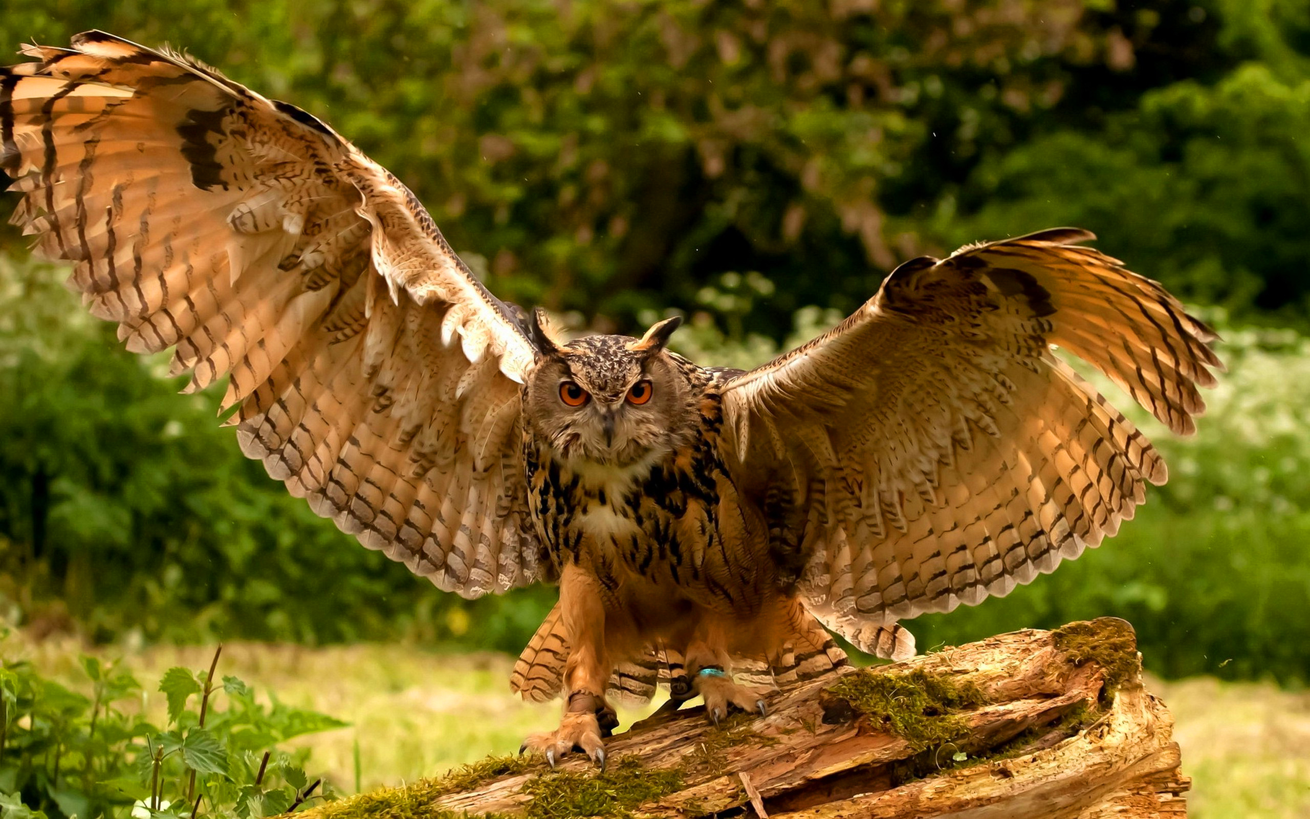 Owl Wings Wallpaper Animal