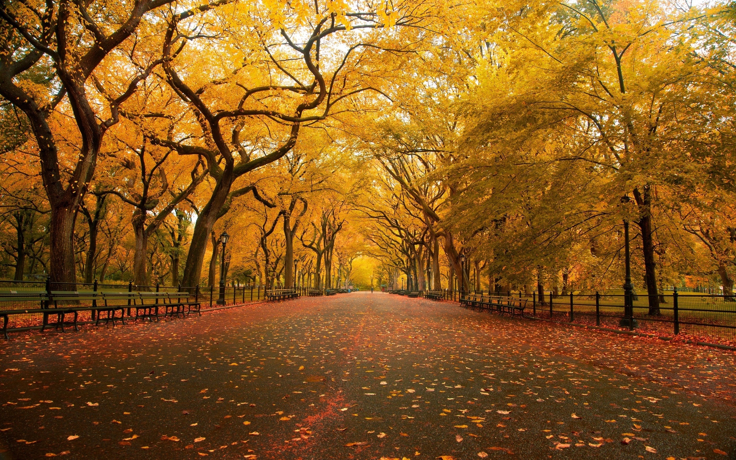 Autumn Avenue Wallpaper Stock Photos
