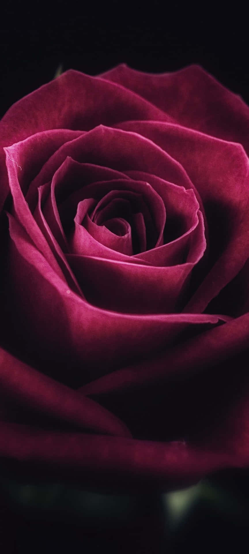 Cute Rose Wallpaper