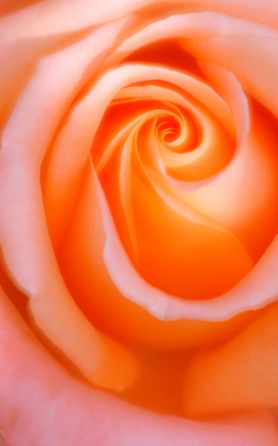 Rose Live Wallpaper Is Beautiful For Your Mobile If