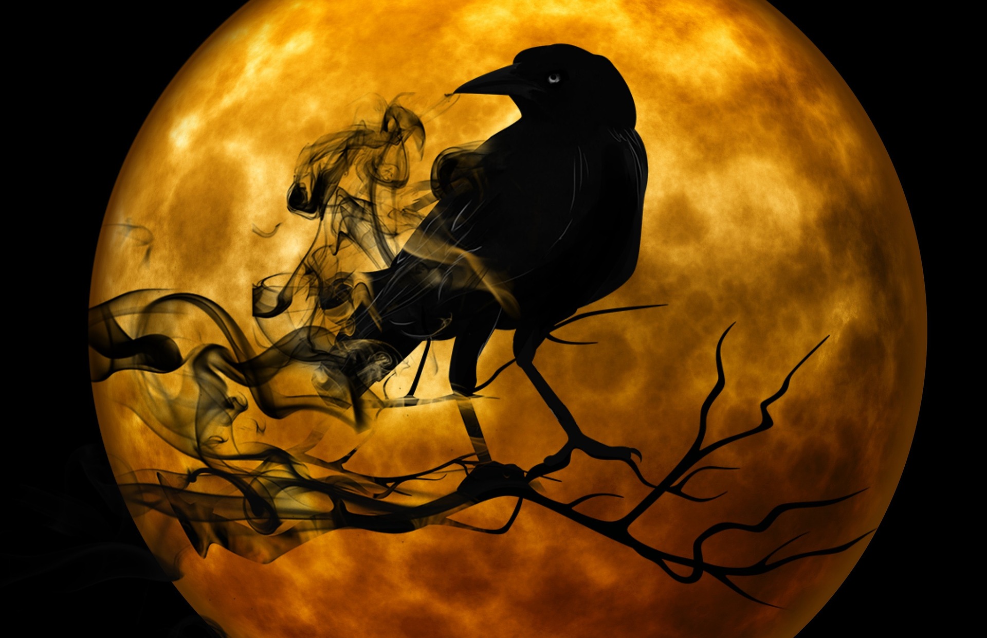 Wolf Dark Animal HD Wallpaper
