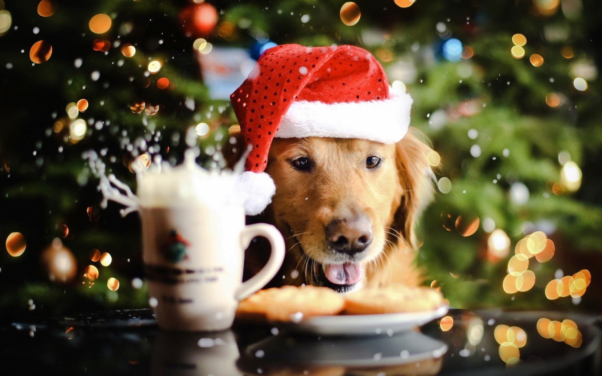 Download 1920x1200 Golden Retriever Christmas Bokeh Cute Dogs