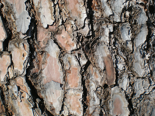 Pine Bark texture background pattern Pine Bark texture ba