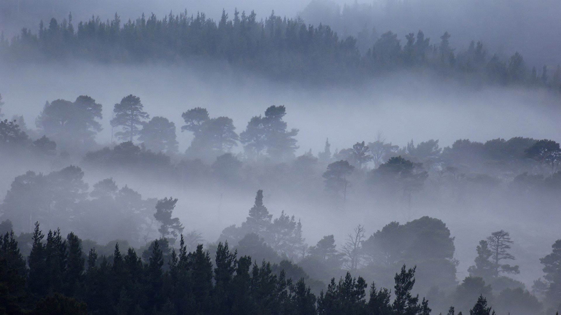 Mountain Forest Fog Tree Landscape HD Wallpaper Background