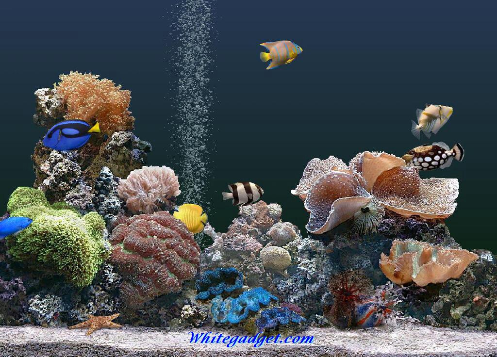 Background For Fish Tanks Tank Hd