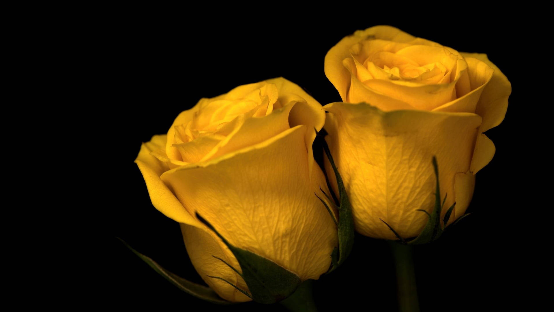 Dark HD Flowers Wallpaper