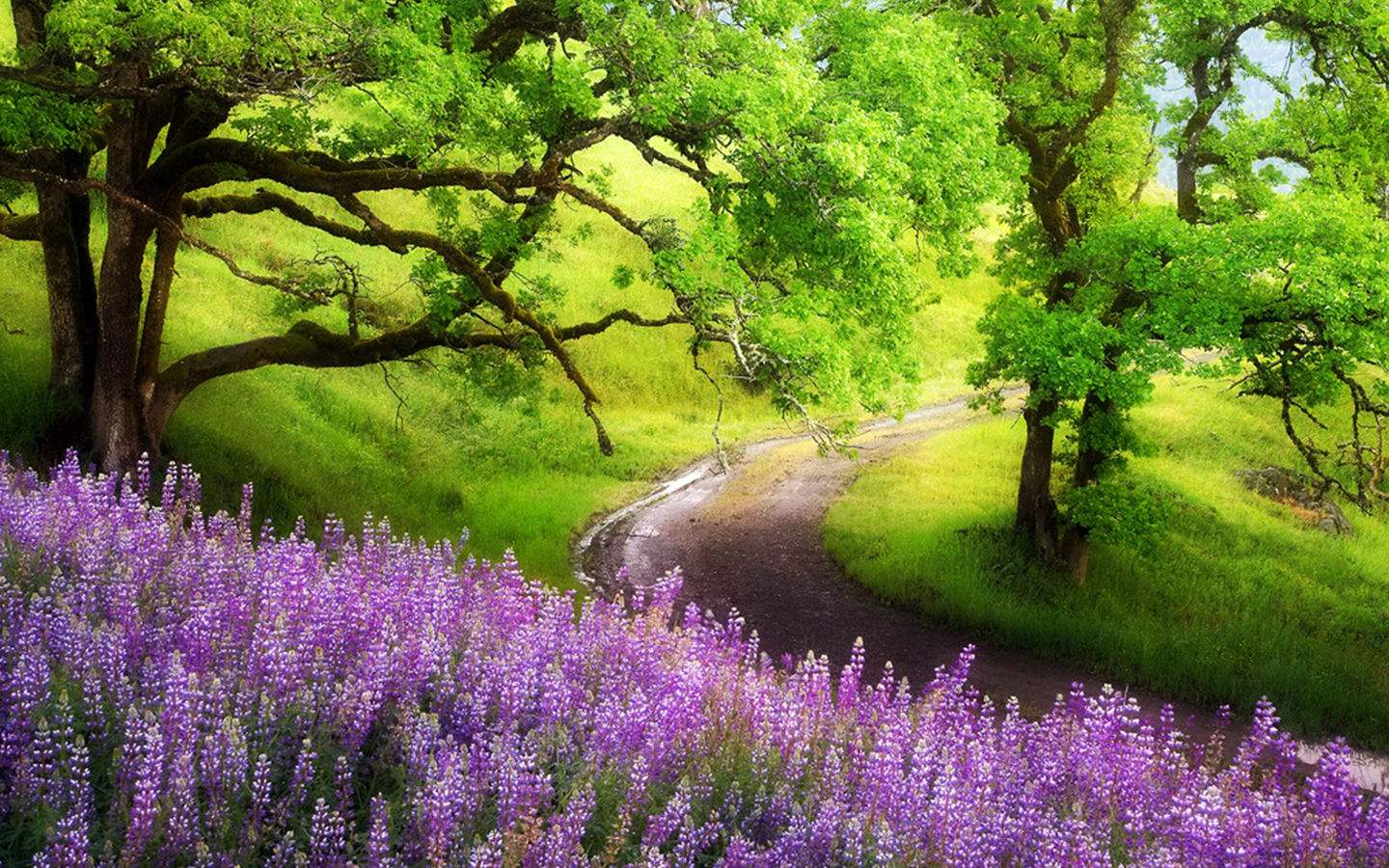Purple Spring Flowers Desktop Pc And Mac Wallpaper Imageek