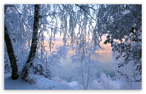 Beautiful Winter Frost HD Desktop Wallpaper High Definition