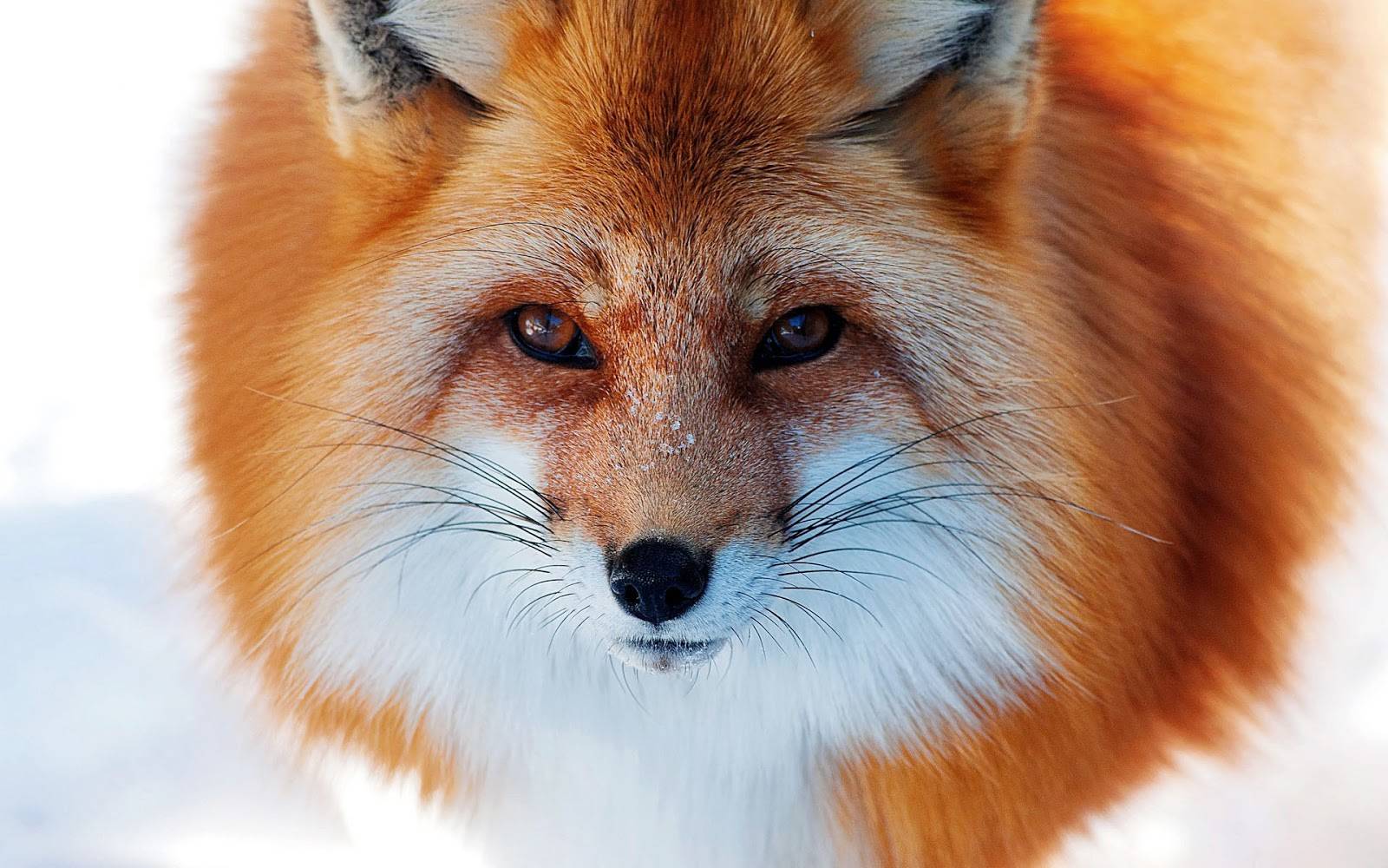 Red Fox Animal Lovers Wallpaper