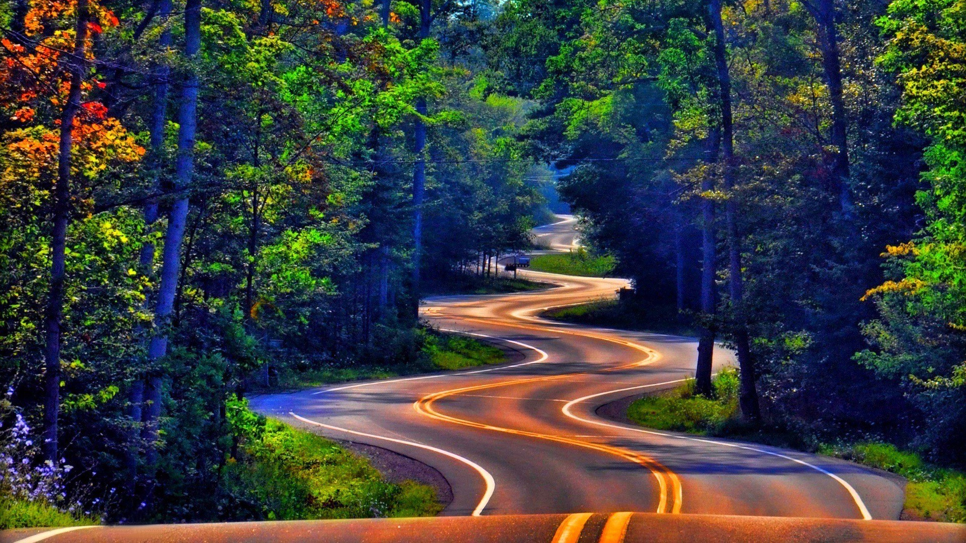 A winding road through a vibrant forest in HD
