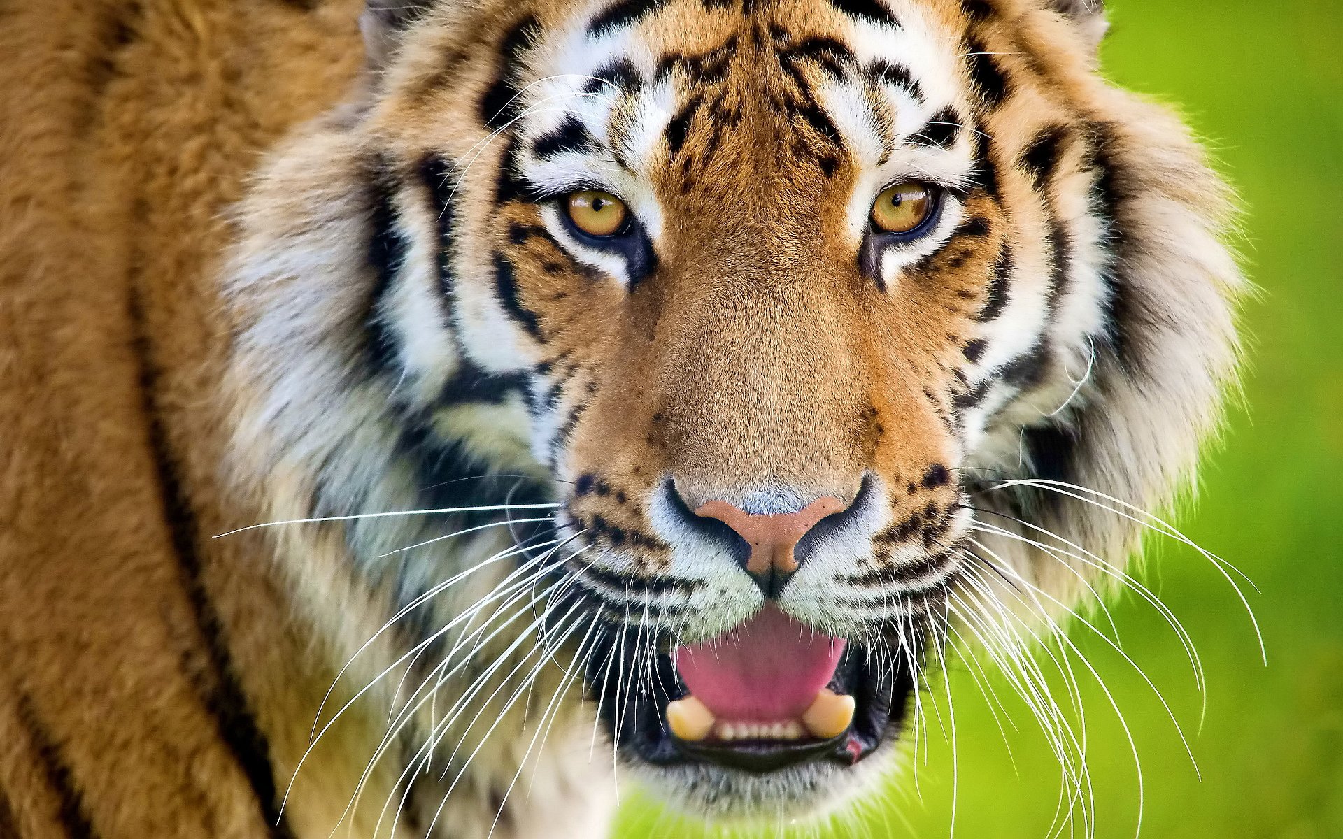Tiger Awesome HD Background Apple HD Wallpapers Wallpaper Tiger 1920x1200