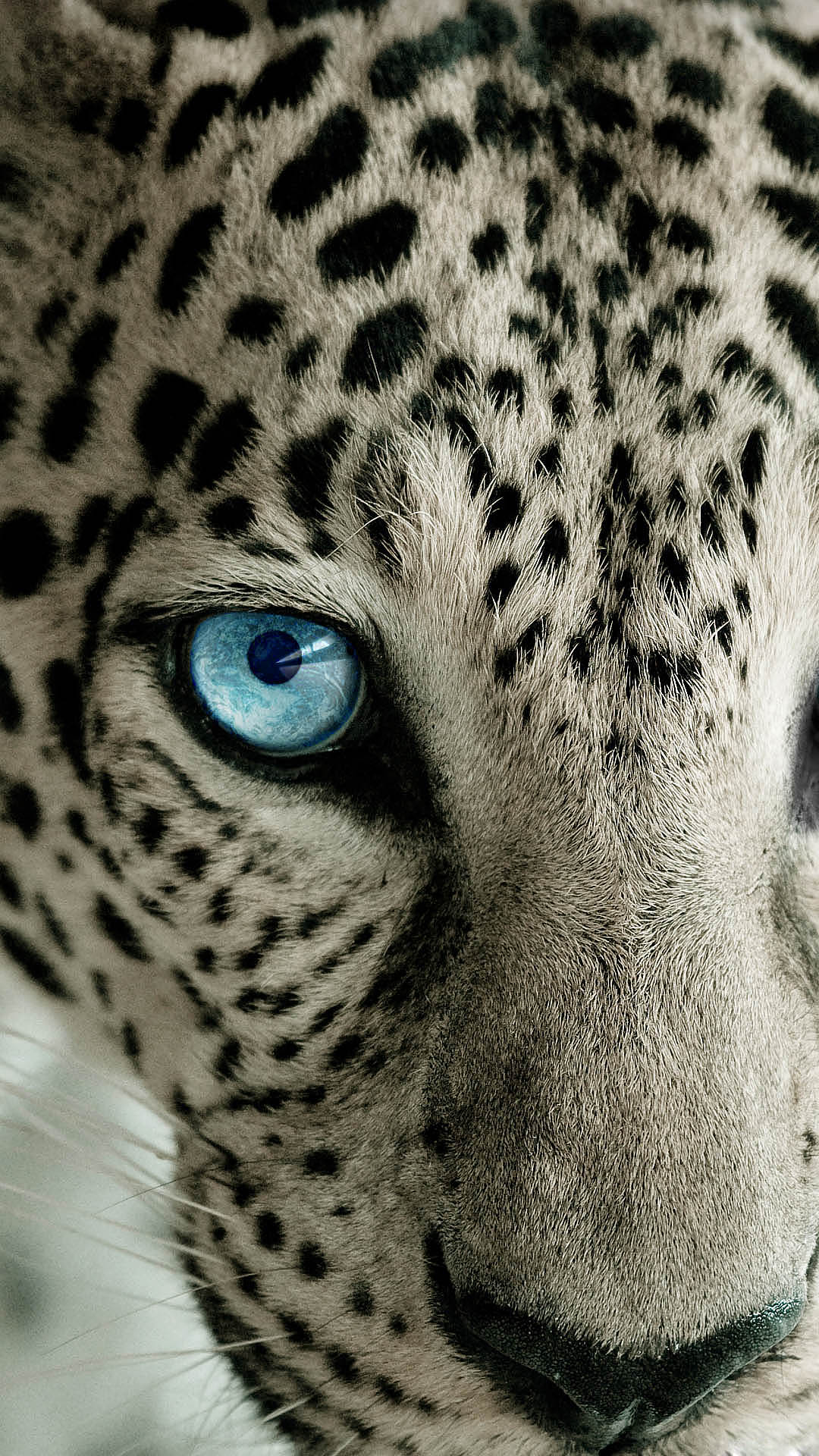 Snow Leopard Blue Eye Best Htc One Wallpaper