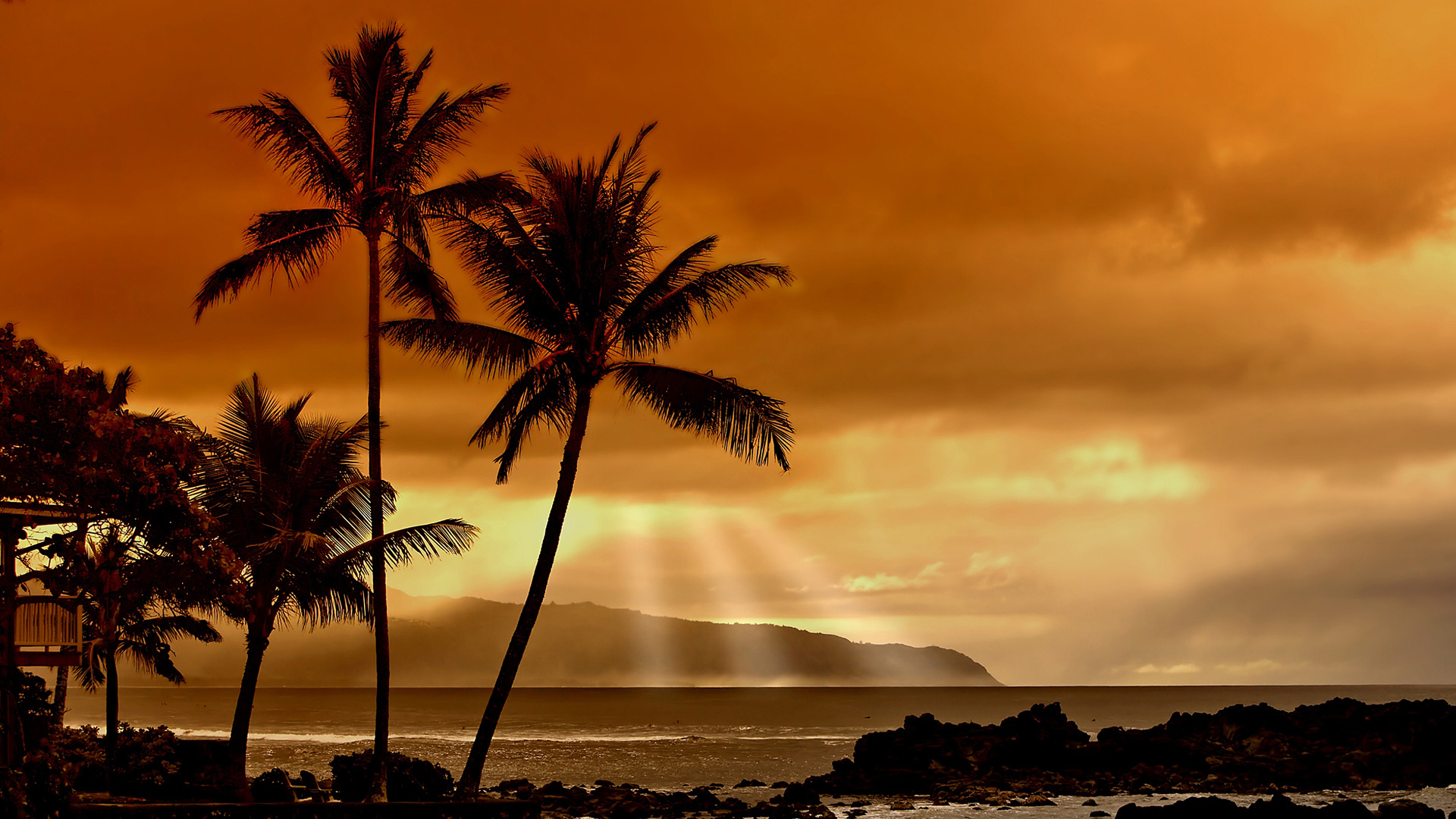Desktop Palm Tree HD Wallpaper
