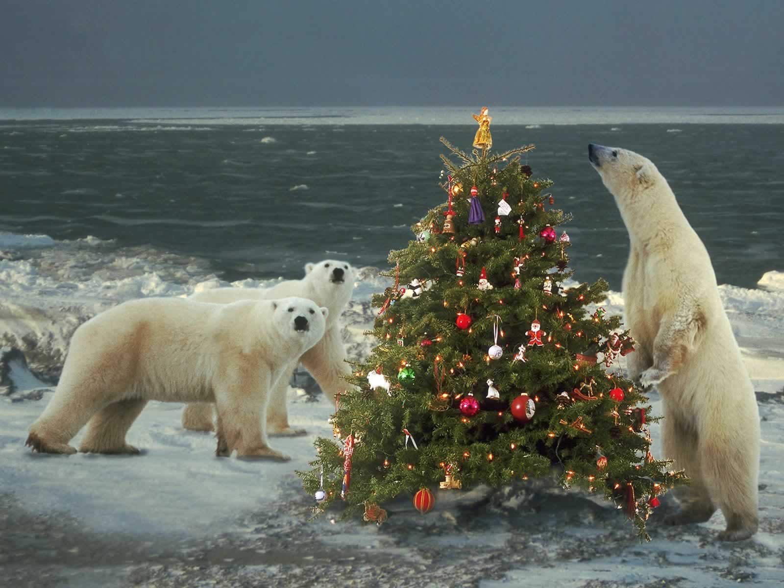 Polar Bears Wild About Christmas Animals Wallpaper Image