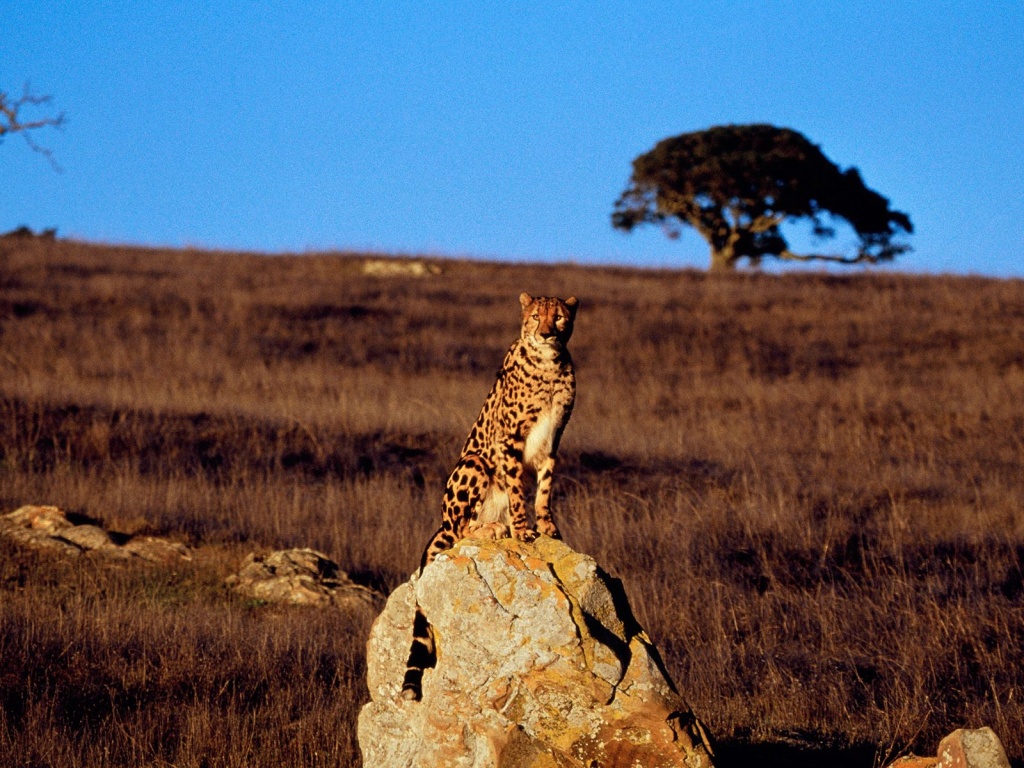 Free download 1024x768 Guarding cheetah desktop PC and Mac wallpaper