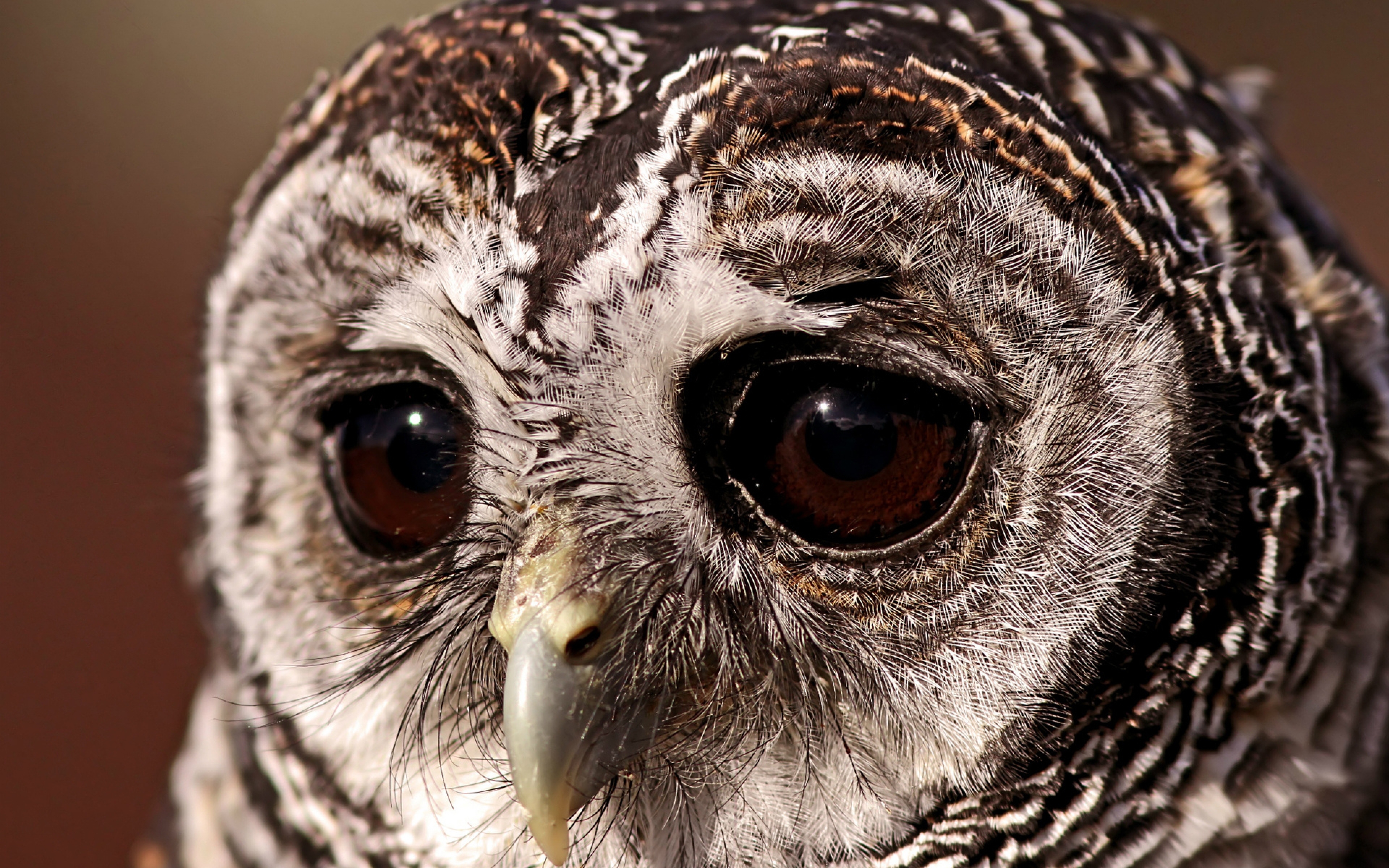 Wallpaper Bird Owl Sad Eyes Ultra HD 4k
