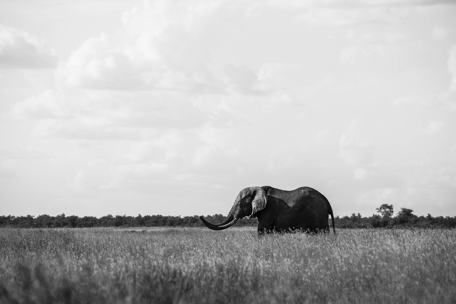 Elephant Picture Wallpaper