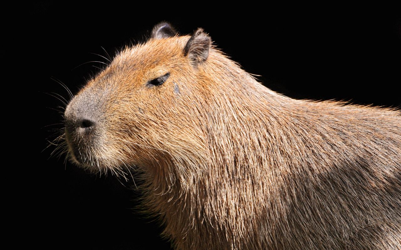 Capybara Wallpaper 4k Px 4usky