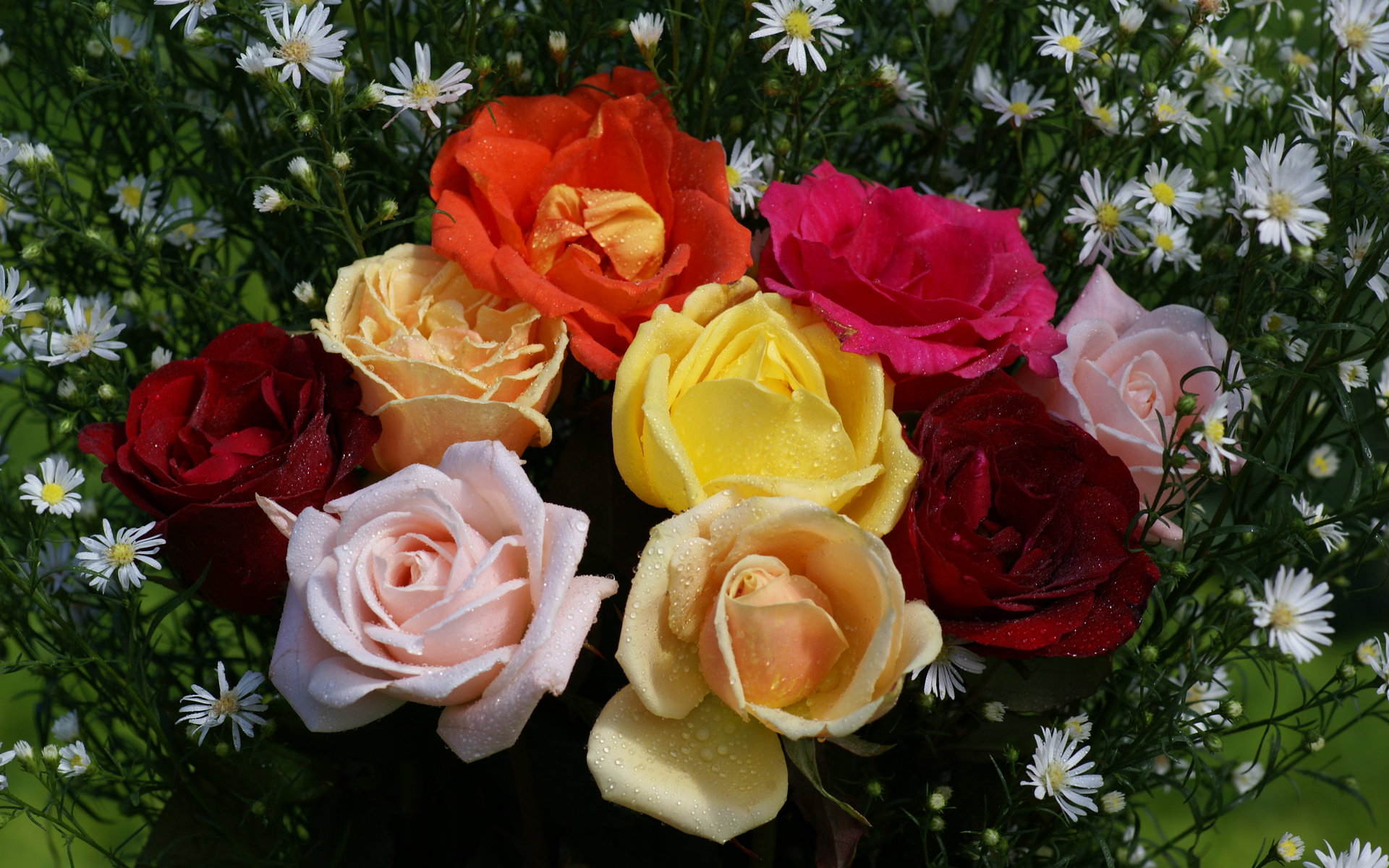 Beautiful Roses Widescreen Wallpaper