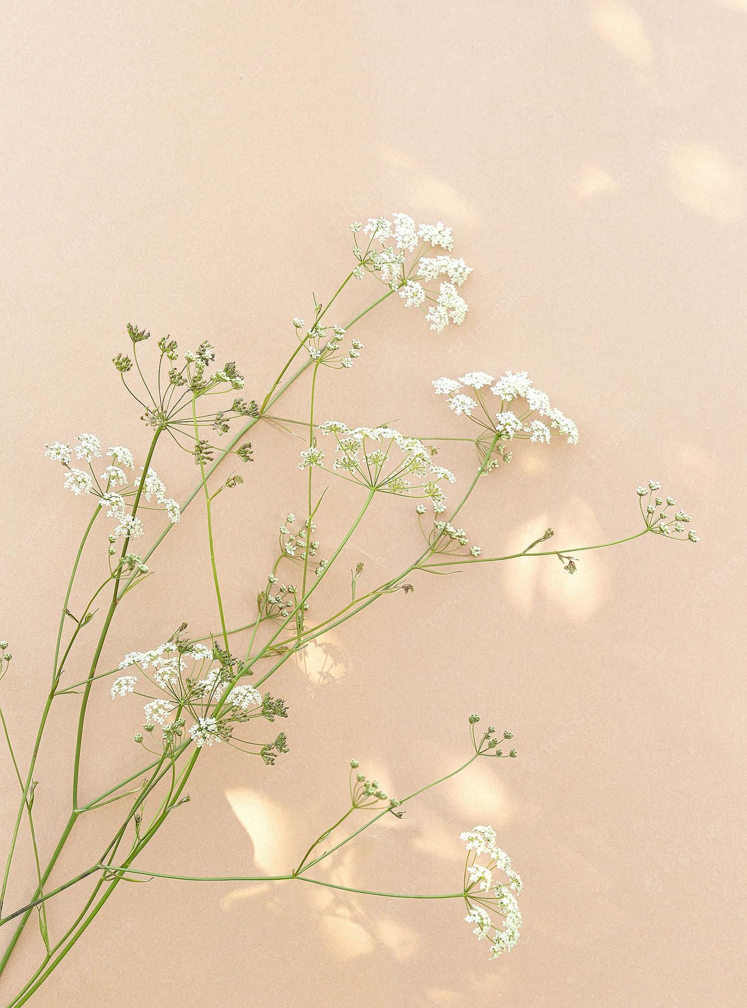Beige Brown Aesthetic Wallpaper S By Connorfroman