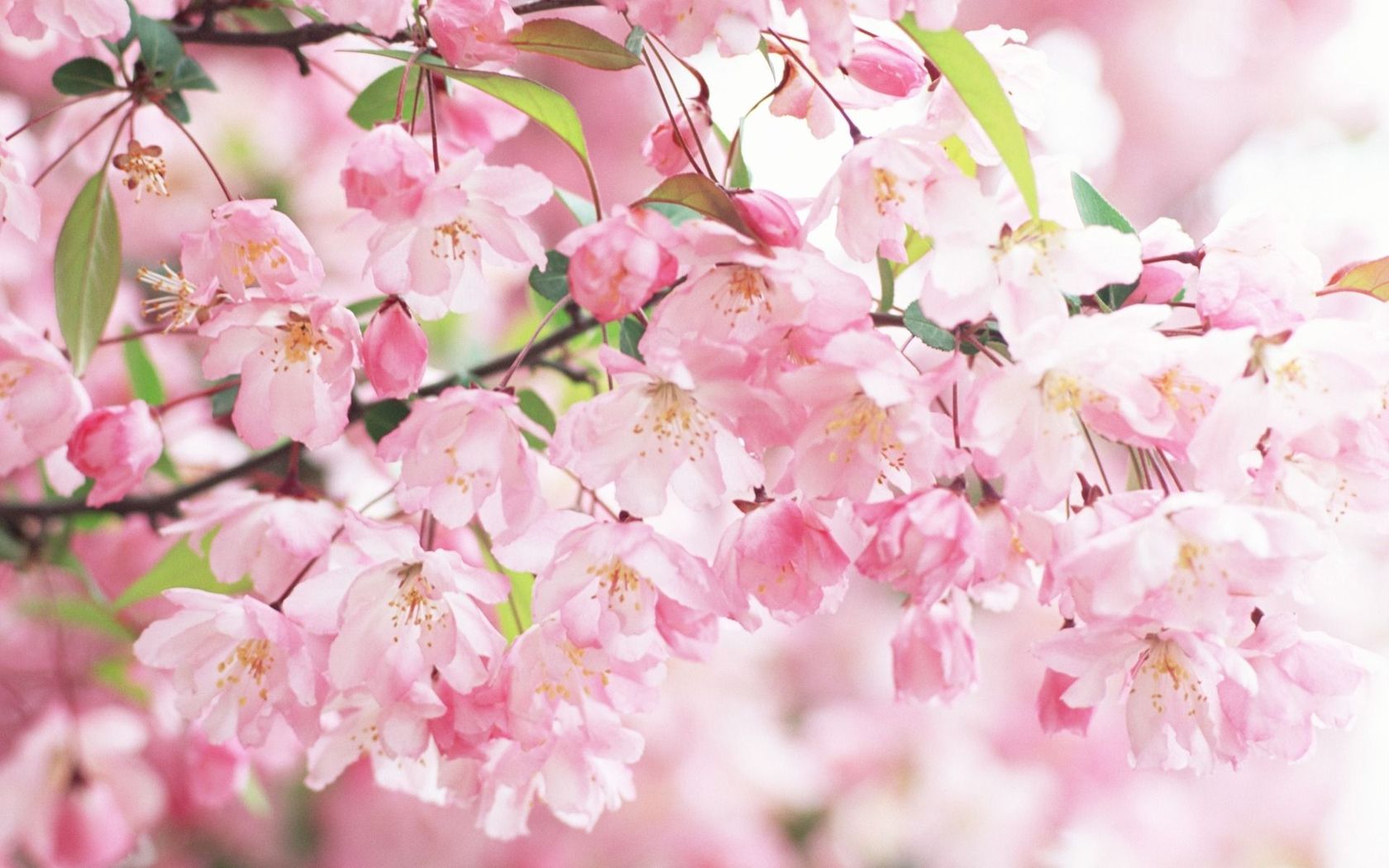 Download Cherry blossoms wallpaper