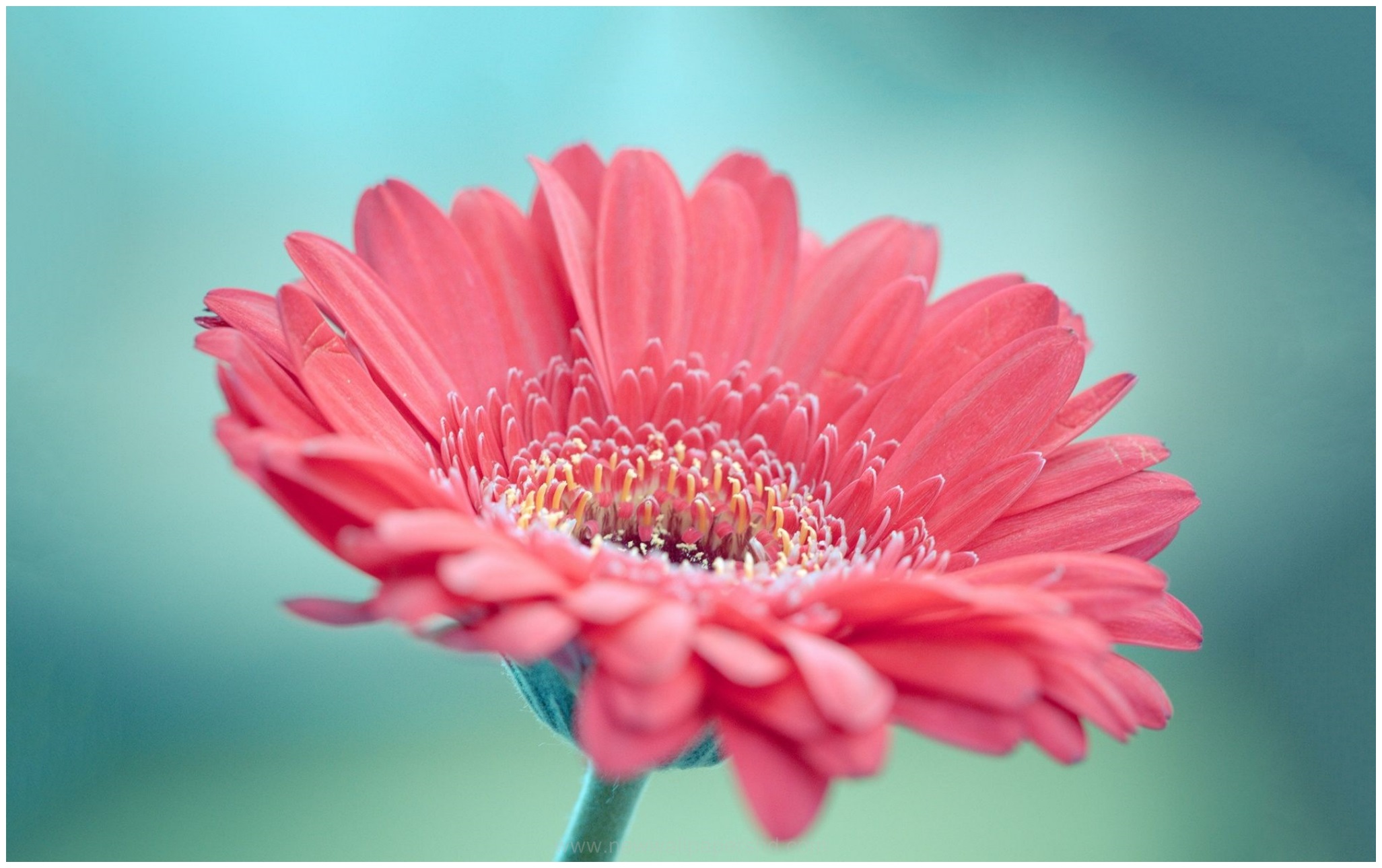 Gerbera Wallpapers and Background Images   stmednet