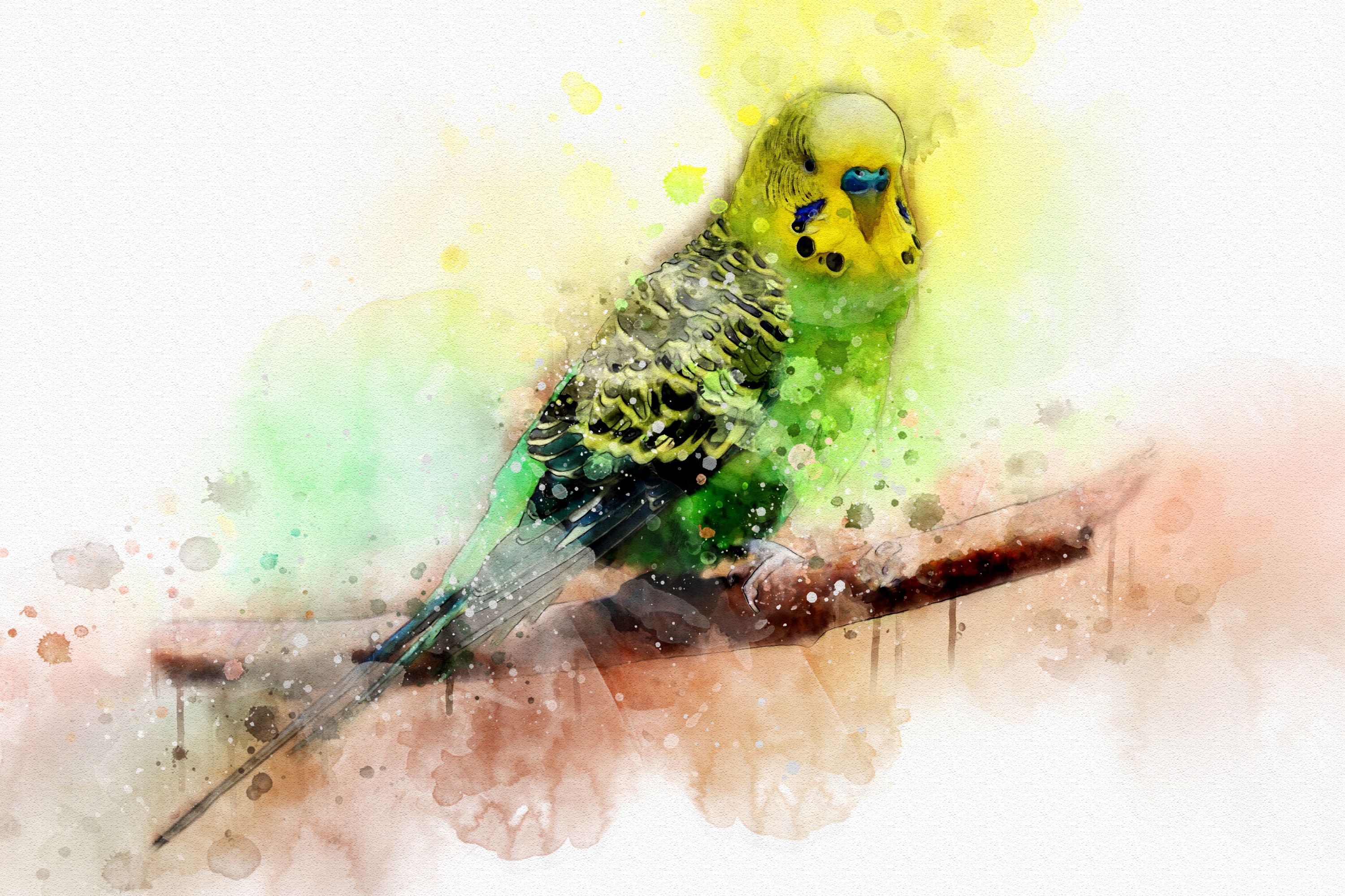 Green And Yellow Budgerigar Wallpaper HD Background