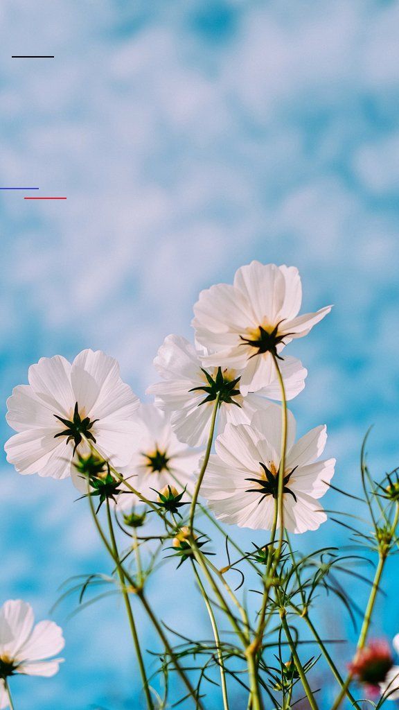 TOP TEN BEST AESTHETIC SPRING 2020 WALLPAPERS FOR IPHONE X AND