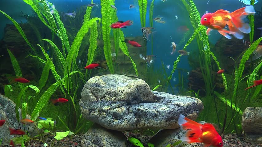 Top Of The Little Goldfish Swimming In Aquarium Stock Video