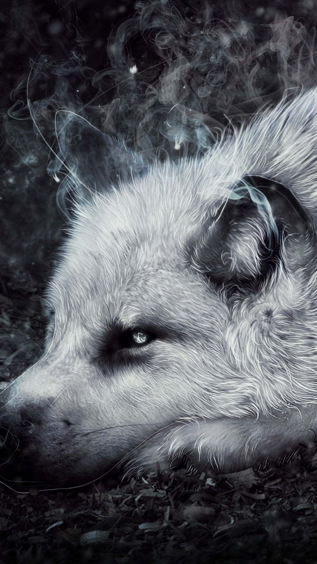 Wolf Phone Wallpaper 1080p 2k 4k Full Hd