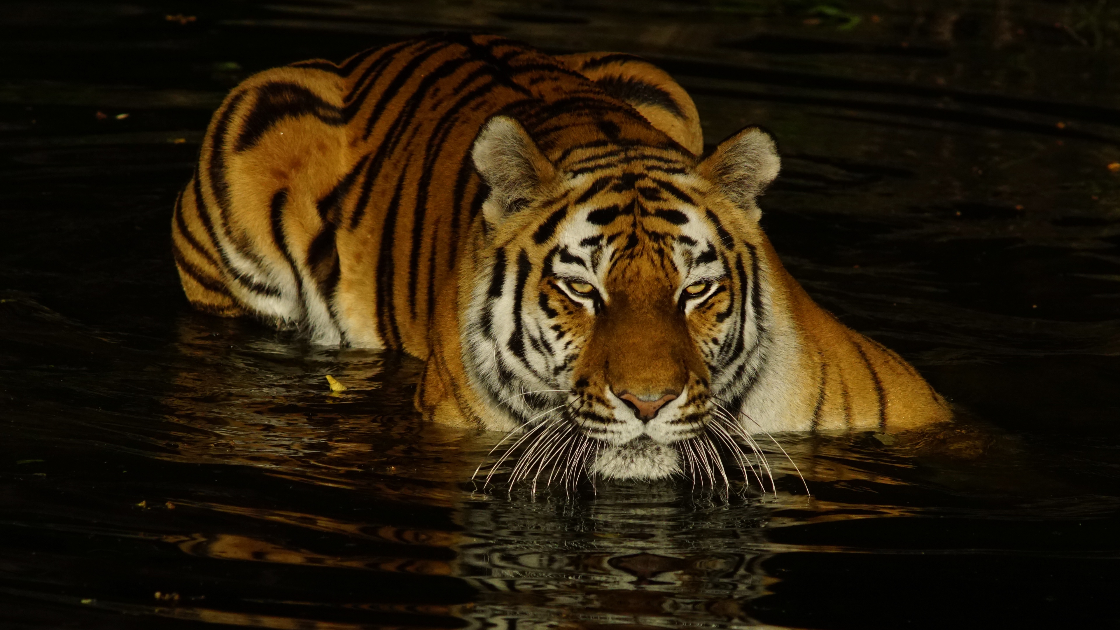 A majestic tiger wading through dark, still water. Its orange and black stripes are vividly reflected in the water's surface