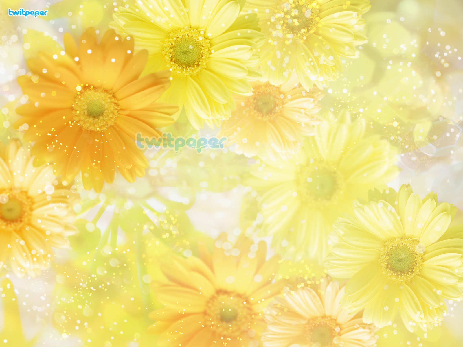 Sunflower Background Mobile Wallpaper