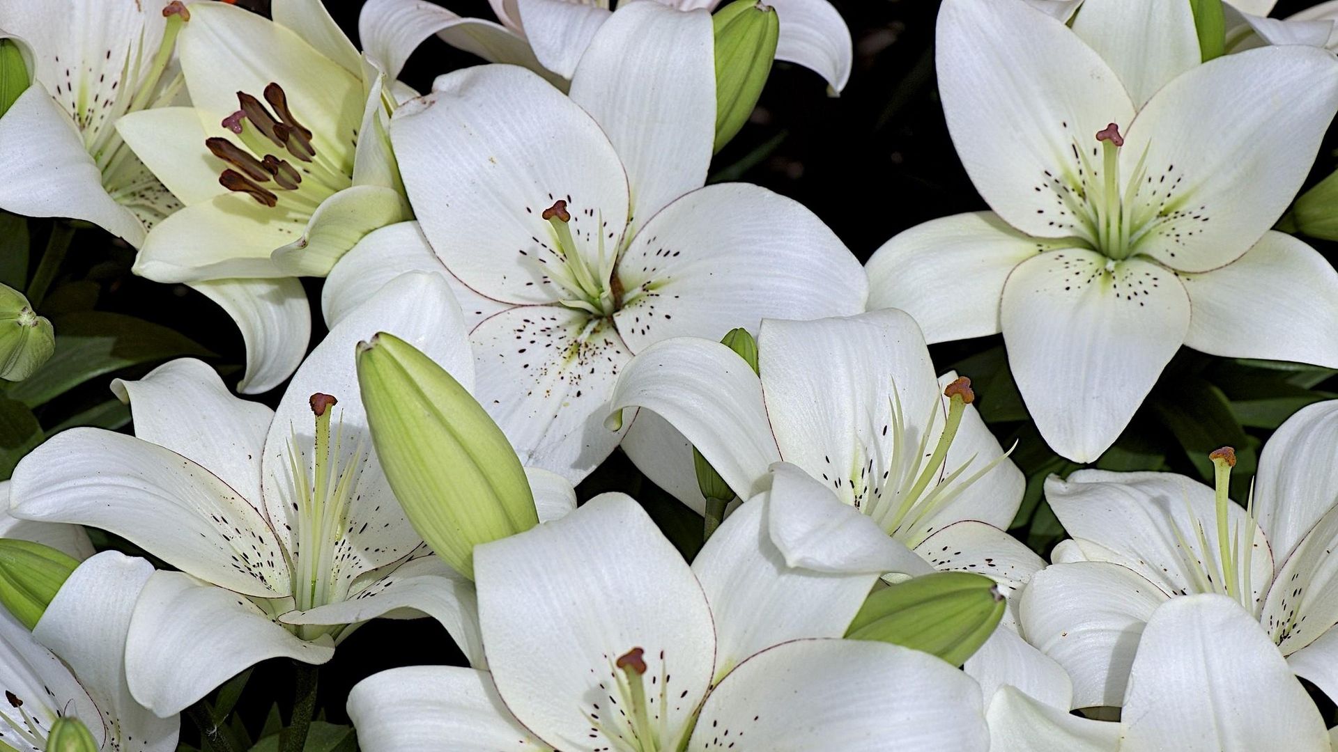 White Lily Wallpaper On