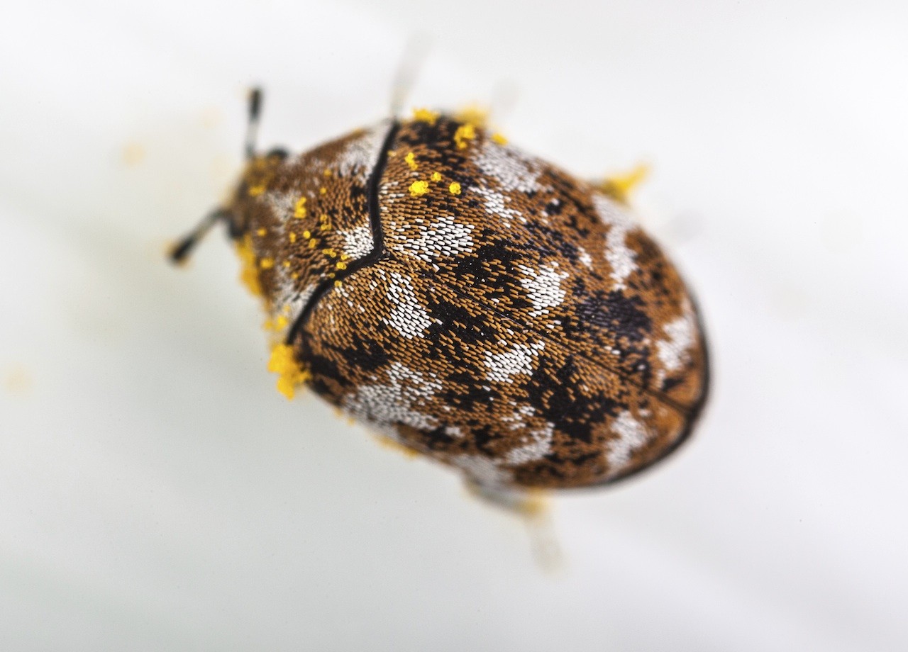 Carpet Beetle Control And Treatment Wallpaper