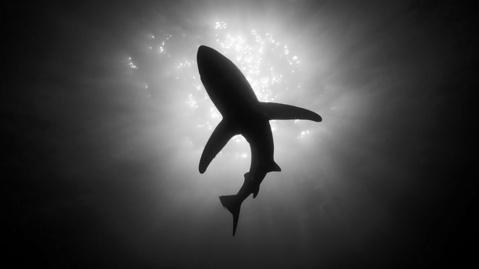 Black And White Wallpaper Of A Shark HD Animal Background Photo Jpg