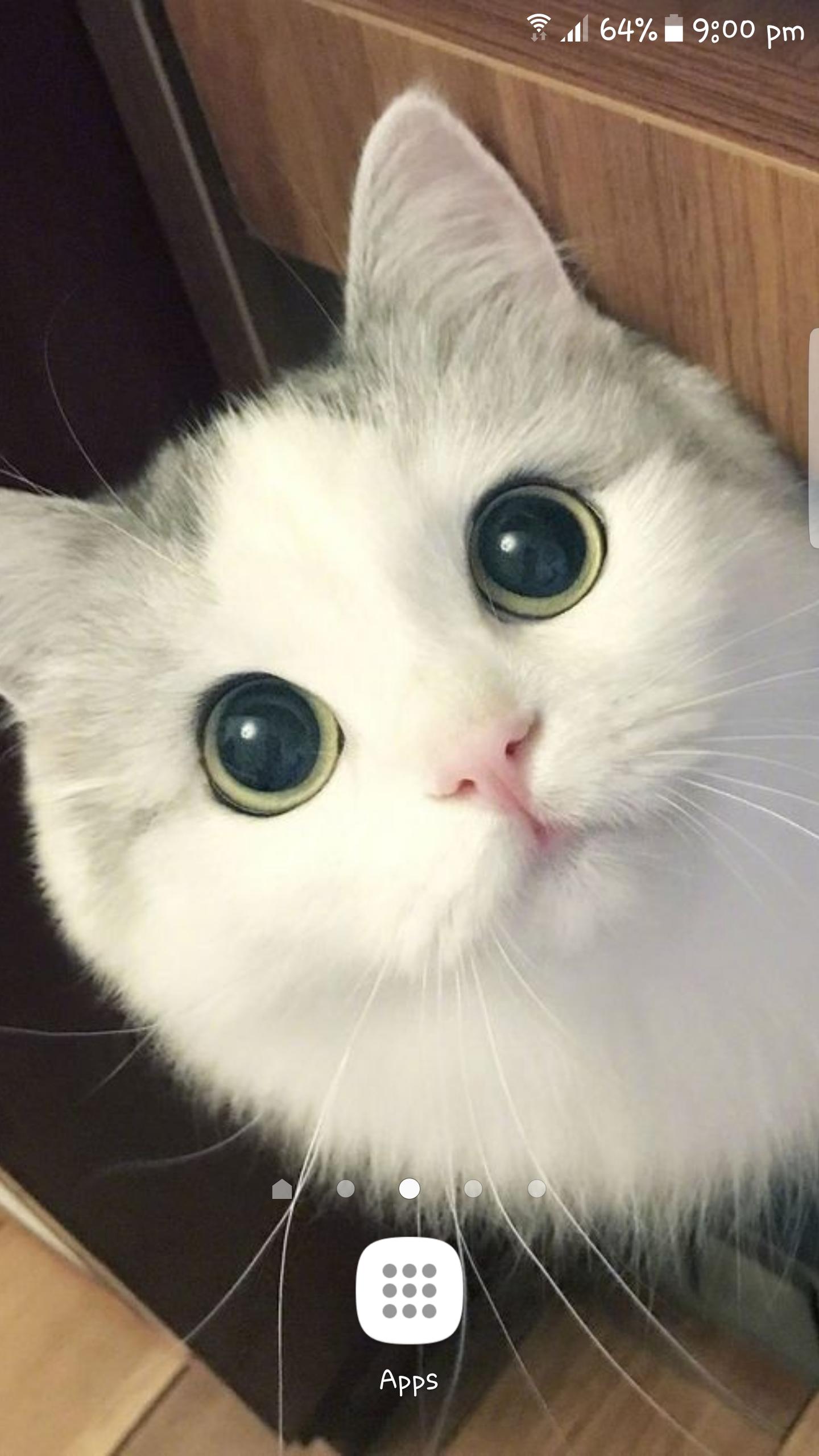 Best Cat Wallpaper Kitty Kitten Cute For Android