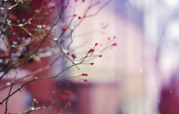 Branches Twigs Berries Winter Snow Wallpaper Photos Pictures
