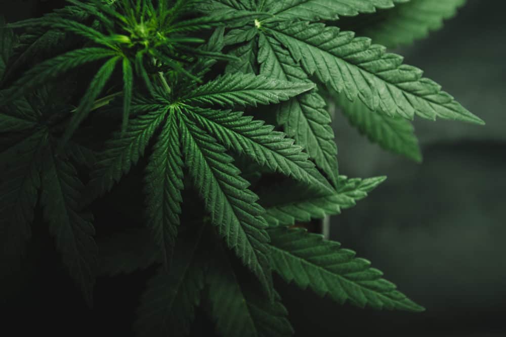 Could Aurora Cannabis Tsx Acb Have An Aphria Aph Like