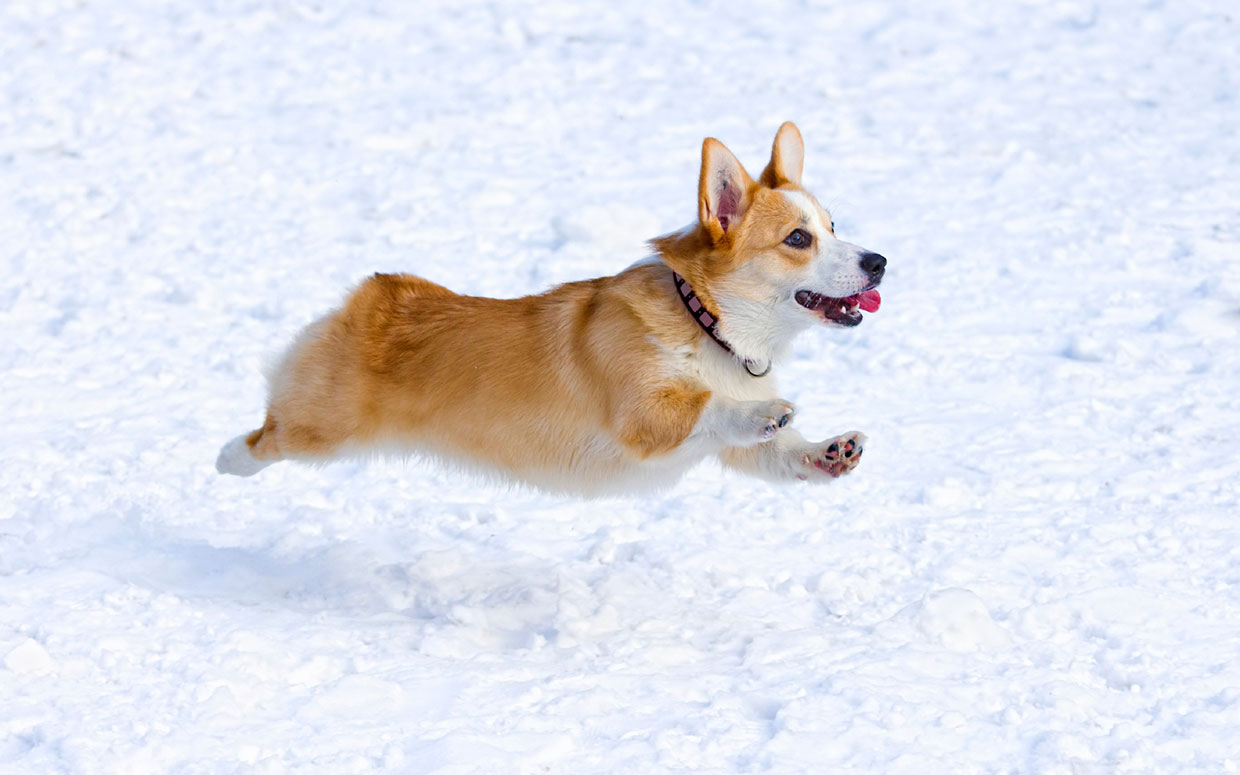 Oh No Corgis Close To Being An Endangered Breed