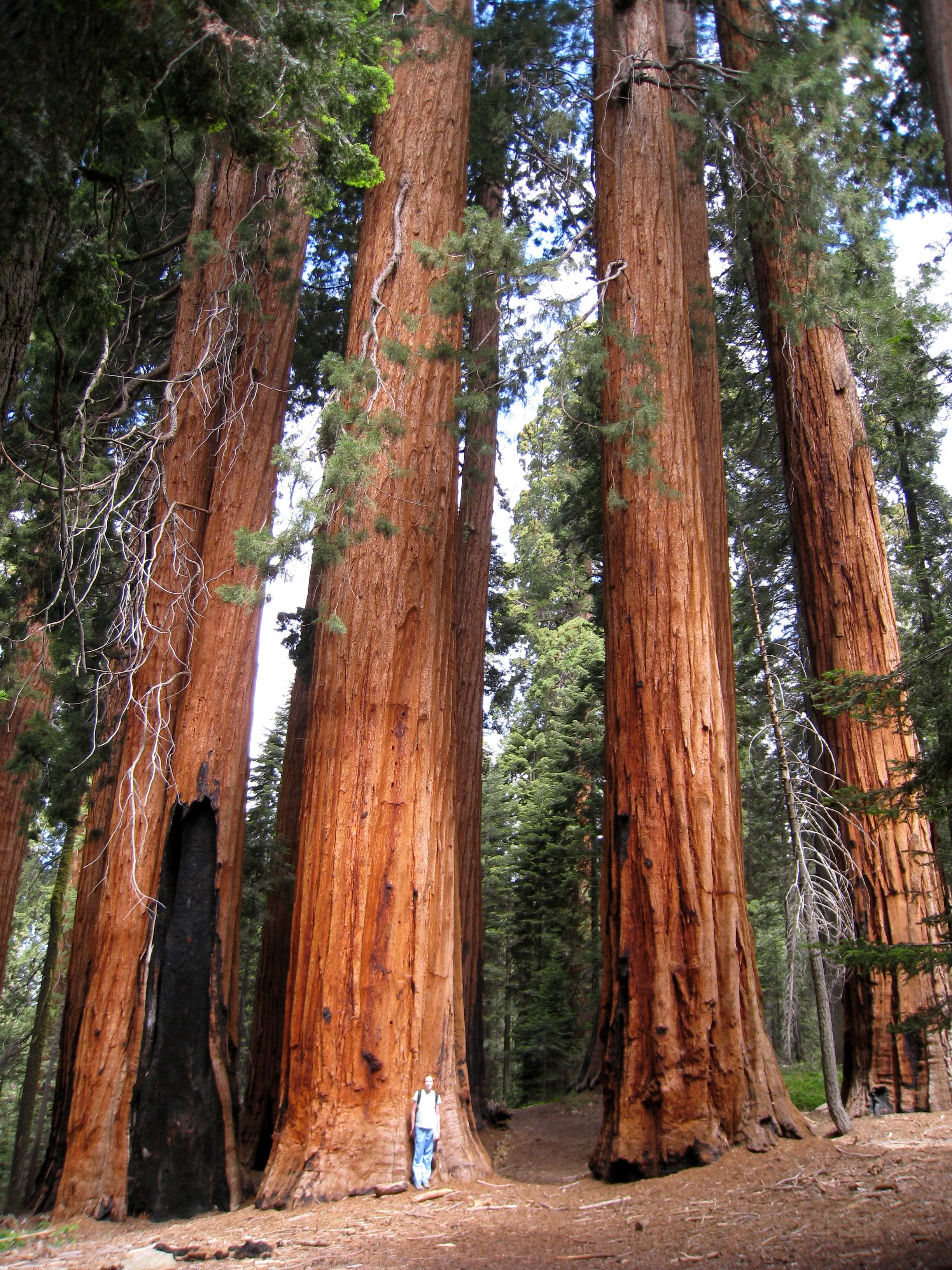 Redwood National And States Park Is A Huge Protected Area In